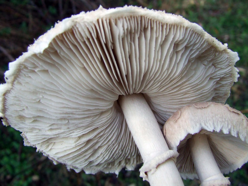 Macrolepiota excoriata image