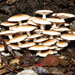 Cyclocybe aegerita - Photo (c) Flavio Rocchi, some rights reserved (CC BY-NC)