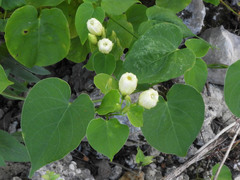 Magnoliopsida