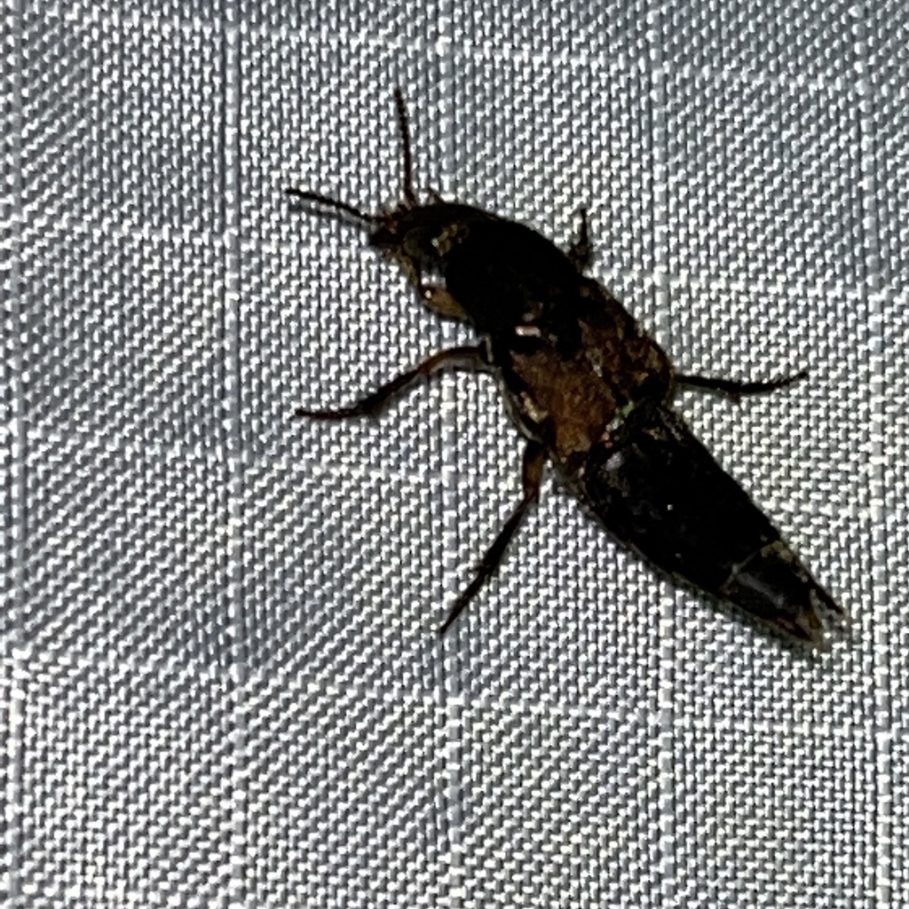 Platydracus femoratus