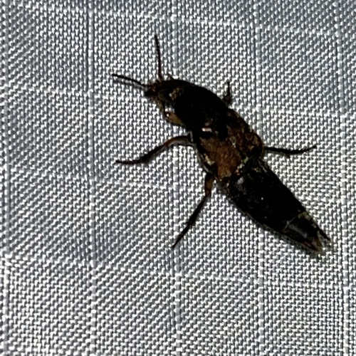 Platydracus femoratus