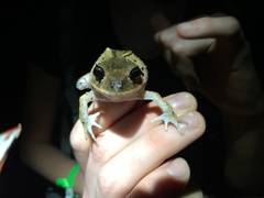 Craugastor megacephalus