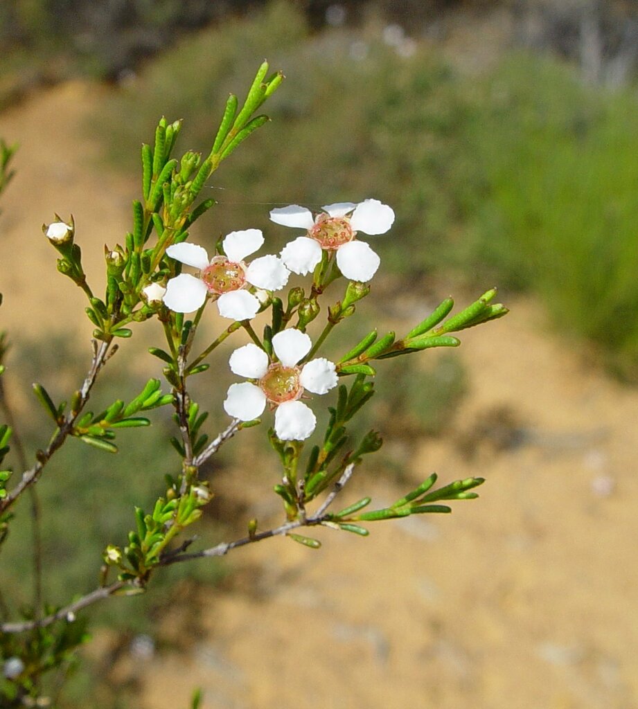 Baeckeinae