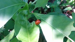 Plagiodera erythroptera