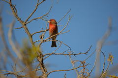 Haemorhous mexicanus