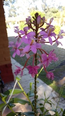 Epidendrum