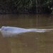 Bolivian River Dolphin - Photo (c) andriy, some rights reserved (CC BY-NC), uploaded by andriy