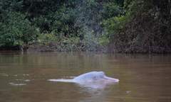 Inia geoffrensis boliviensis