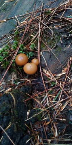 Deadly Skullcap (Galerina marginata)