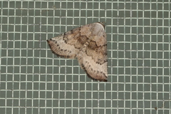 Mataeomera mesotaenia