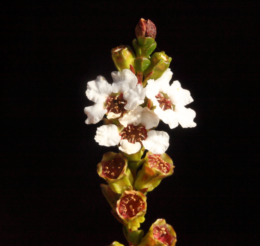 Baeckea pentagonantha