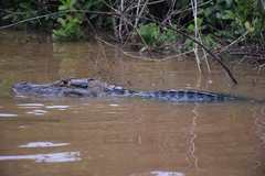 Melanosuchus niger