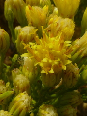 Senecio foeniculoides