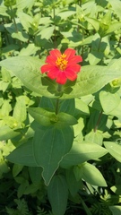 Zinnia peruviana