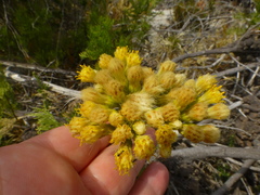 Senecio foeniculoides
