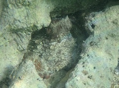 Octopus insularis