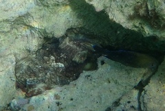 Octopus insularis