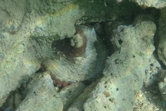 Octopus insularis