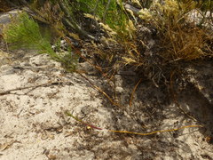 Senecio foeniculoides