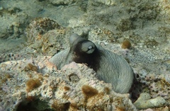 Octopus insularis