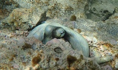 Octopus insularis