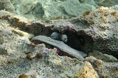 Octopus insularis