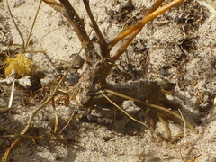 Senecio foeniculoides