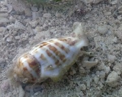 Gibberulus gibberulus