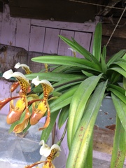 Paphiopedilum