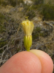 Senecio foeniculoides