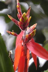 Aechmea tillandsioides