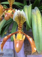 Paphiopedilum