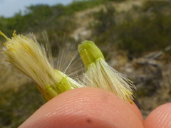Senecio foeniculoides