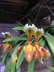 Paphiopedilum