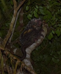 Coendou longicaudatus