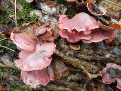 Phlebia incarnata image