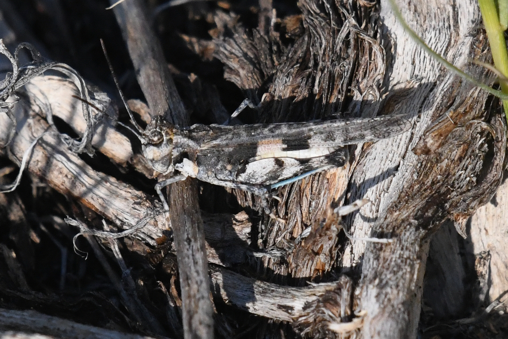 Narrow-fronted Grasshopper