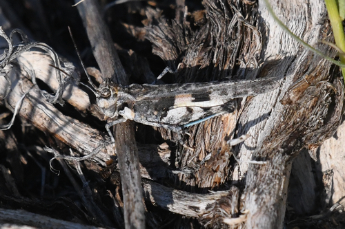 Narrow-fronted Grasshopper