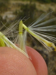 Senecio foeniculoides