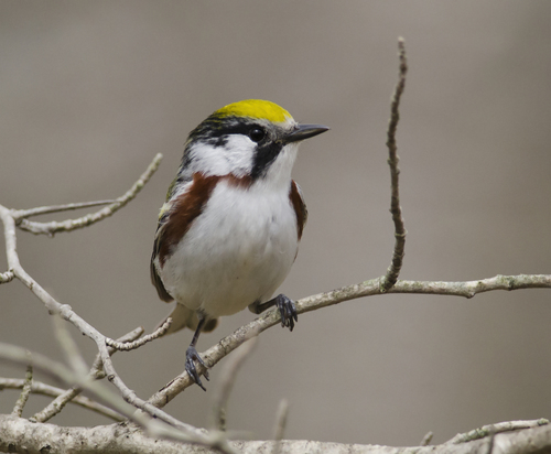 Chestnut-sided Warbler, photo 9 of 9