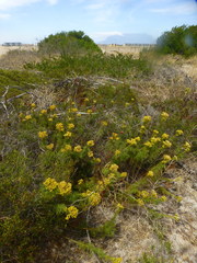 Senecio foeniculoides