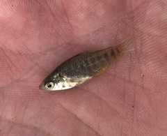 Fundulus xenicus