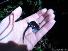 Plethodon meridianus