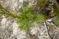 Senecio foeniculoides