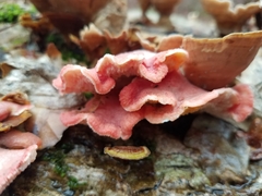 Phlebia incarnata image
