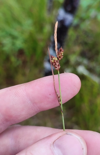 Image of Carex globularis by (c) Yurii Basov, some rights reserved (CC BY)