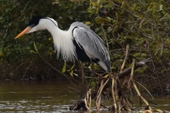 Cocoi Heron photo 5