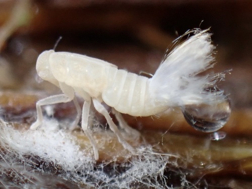 Hawaiian Cave Planthopper