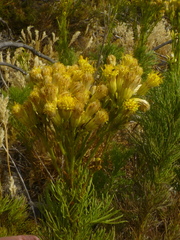 Senecio foeniculoides