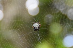 Aspidolasius branicki